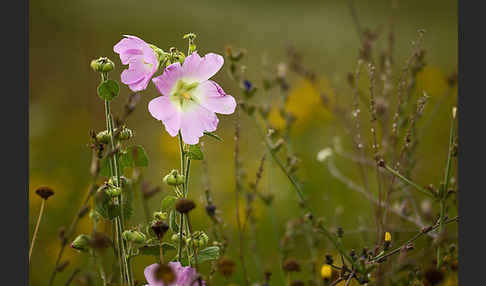 Stockrose spec. (Alcea heldreichii)