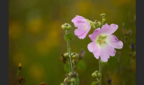 Stockrose spec. (Alcea heldreichii)