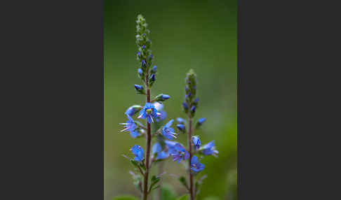 Echter Ehrenpreis (Veronica officinalis)