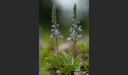 Echter Ehrenpreis (Veronica officinalis)