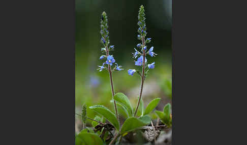 Echter Ehrenpreis (Veronica officinalis)