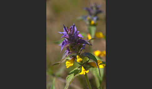 Hain-Wachtelweizen (Melampyrum nemorosum)