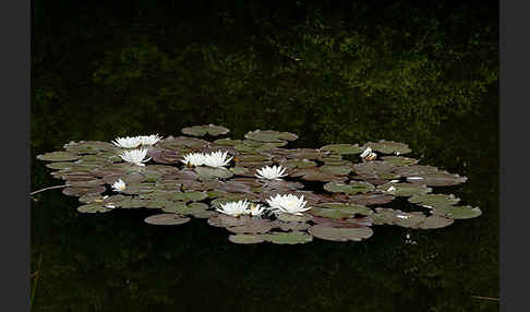 Weiße Seerose (Nymphaea alba)