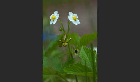 Wald-Erdbeere (Fragaria vesca)