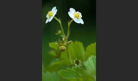 Wald-Erdbeere (Fragaria vesca)