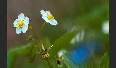 Wald-Erdbeere (Fragaria vesca)