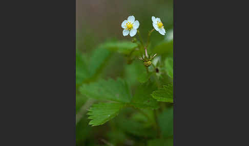 Wald-Erdbeere (Fragaria vesca)