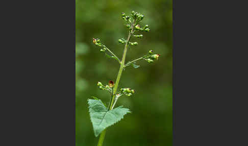 Knotige Braunwurz (Scrophularia nodosa)