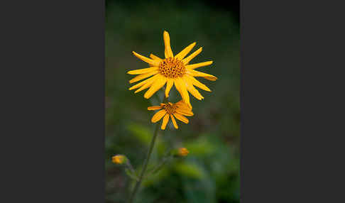 Berg-Wohlverleih (Arnica montana)