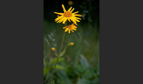 Berg-Wohlverleih (Arnica montana)