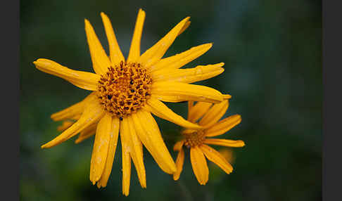 Berg-Wohlverleih (Arnica montana)