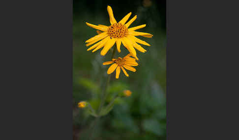 Berg-Wohlverleih (Arnica montana)