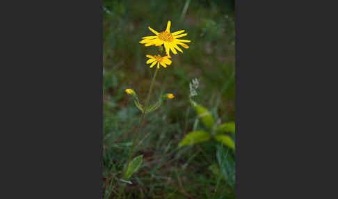 Berg-Wohlverleih (Arnica montana)