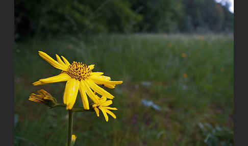 Berg-Wohlverleih (Arnica montana)