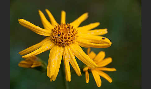 Berg-Wohlverleih (Arnica montana)