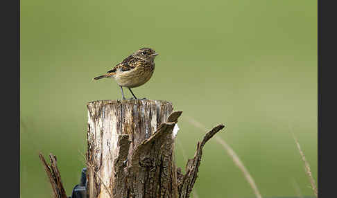 Schwarzkehlchen (Saxicola torquata)