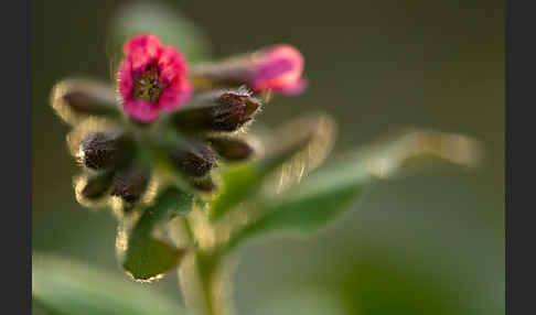 Rotes Lungenkraut (Pulmonaria rubra)