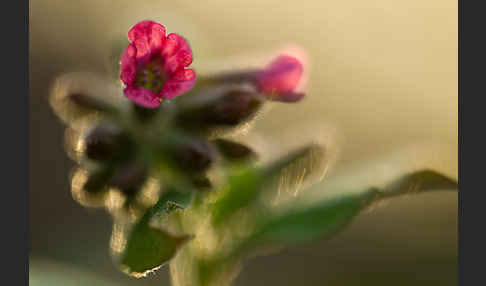 Rotes Lungenkraut (Pulmonaria rubra)