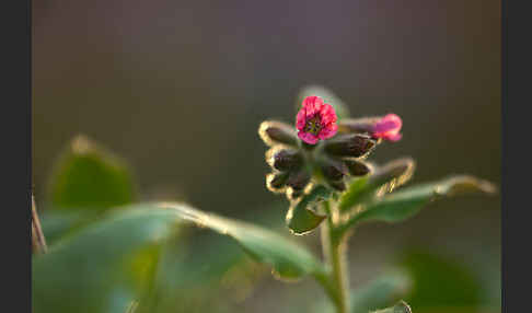 Rotes Lungenkraut (Pulmonaria rubra)