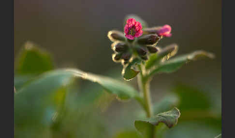 Rotes Lungenkraut (Pulmonaria rubra)