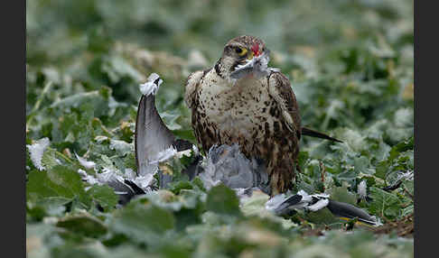 Sakerfalke (Falco cherrug)