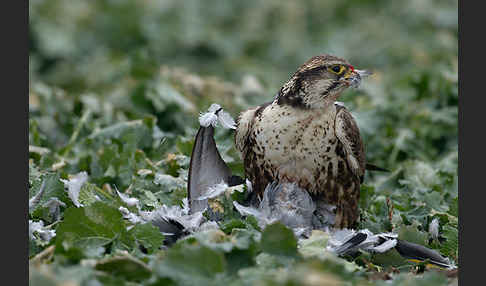 Sakerfalke (Falco cherrug)