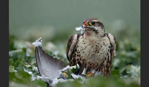 Sakerfalke (Falco cherrug)