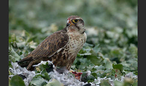 Sakerfalke (Falco cherrug)