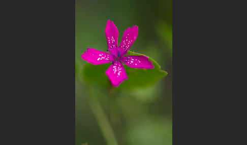 Rauhe Nelke (Dianthus armeria)