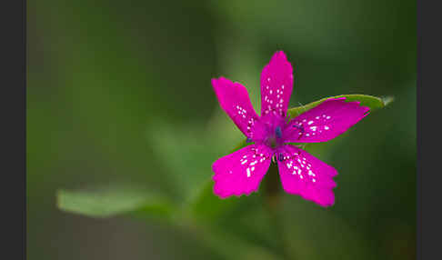 Rauhe Nelke (Dianthus armeria)