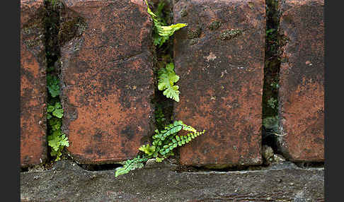 Brauner Streifenfarn (Asplenium trichomanes)