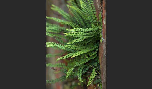 Brauner Streifenfarn (Asplenium trichomanes)