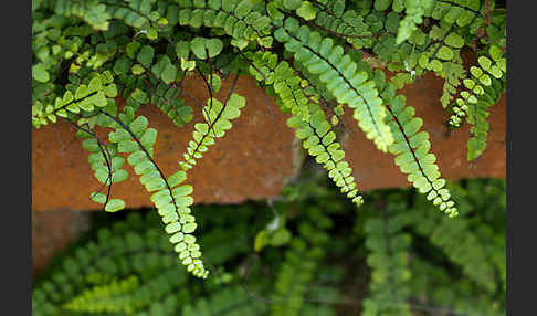 Brauner Streifenfarn (Asplenium trichomanes)