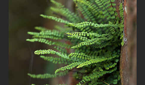 Brauner Streifenfarn (Asplenium trichomanes)