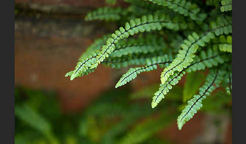 Brauner Streifenfarn (Asplenium trichomanes)