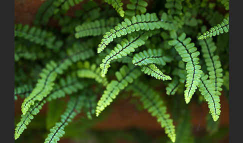 Brauner Streifenfarn (Asplenium trichomanes)