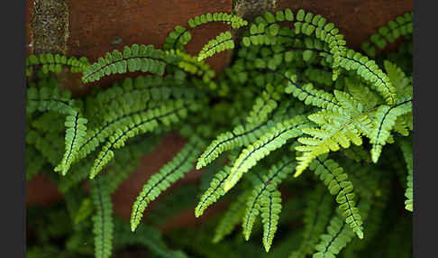 Brauner Streifenfarn (Asplenium trichomanes)