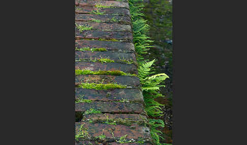 Brauner Streifenfarn (Asplenium trichomanes)