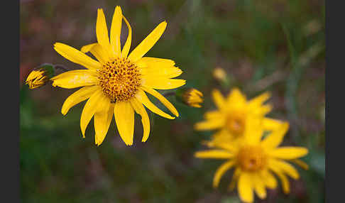 Berg-Wohlverleih (Arnica montana)