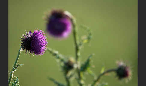 Nickende Distel (Carduus nutans)