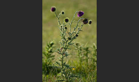 Nickende Distel (Carduus nutans)