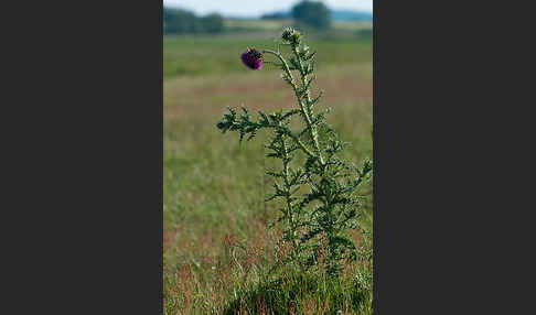 Nickende Distel (Carduus nutans)