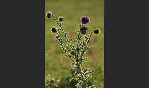 Nickende Distel (Carduus nutans)