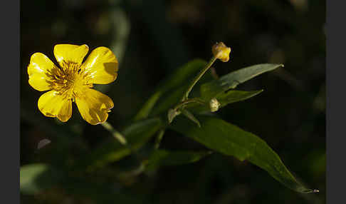 Zungen-Hahnenfuß (Ranunculus lingua)