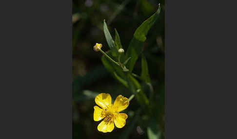 Zungen-Hahnenfuß (Ranunculus lingua)