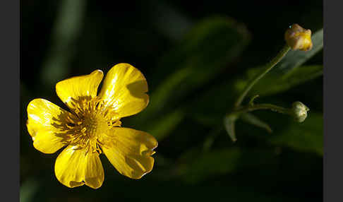 Zungen-Hahnenfuß (Ranunculus lingua)