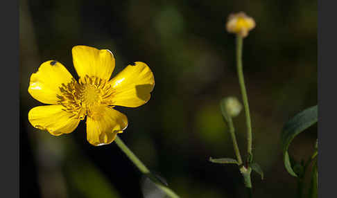 Zungen-Hahnenfuß (Ranunculus lingua)