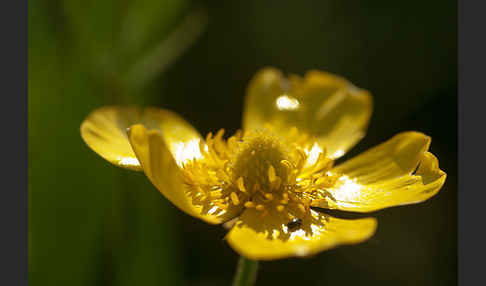 Zungen-Hahnenfuß (Ranunculus lingua)