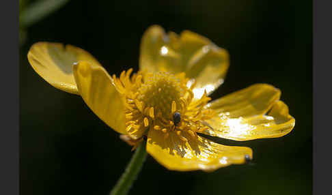 Zungen-Hahnenfuß (Ranunculus lingua)