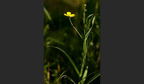 Zungen-Hahnenfuß (Ranunculus lingua)